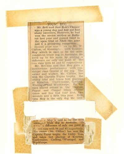 Newspaper Article - 'Young Dog', Horsham Times, 15 Sep 1949
