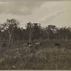 Photograph. Daly River, Fitzmaurice, Northern Territory, Australia. /04/1912 - /05/1912