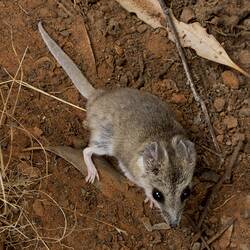 Cream-brown dunnart on dirt, viewed from above.