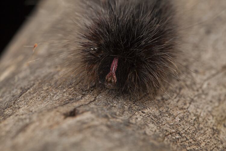 Furry black caterpillar on bark.