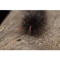 Furry black caterpillar on bark.