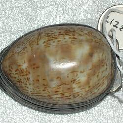 Snuff Box - Cowrie Shell, circa 1800