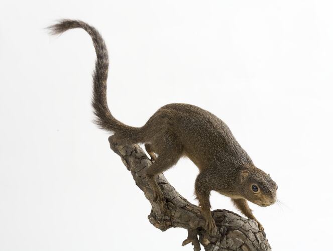 Taxidermied squirrel specimen mounted to a branch.