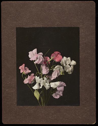 Still life of colourful sweet pea flowers.