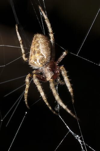 <em>Eriophora biapicata</em>, Orb-weaving Spider. Lake Condah, Budj Bim Cultural Heritage Landscape, Victoria.