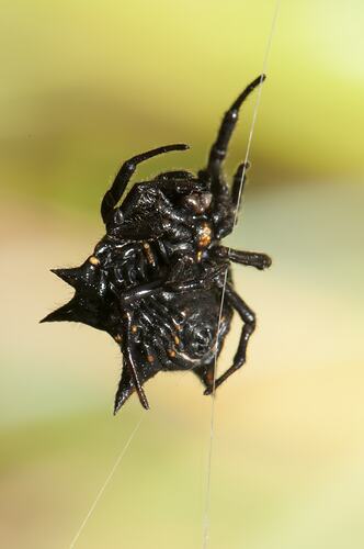 Spiny black spider on thread of web viewed from underside.