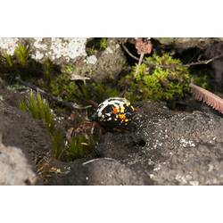 <em>Austracantha minax</em>, Spiny Spider. Budj Bim Cultural Heritage Landscape