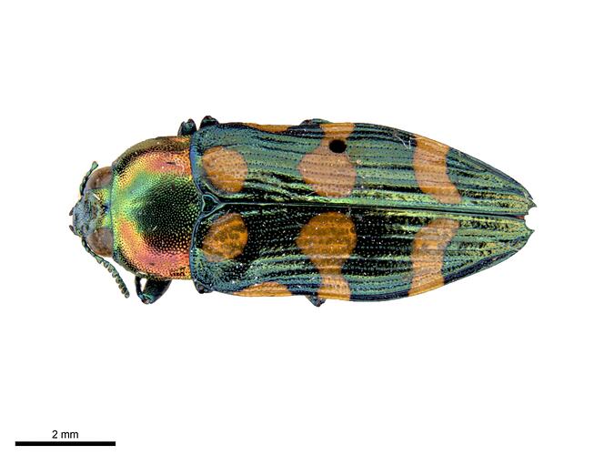 Pinned green and red jewel beetle specimen, dorsal view.