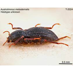 Beetle specimen, lateral view.