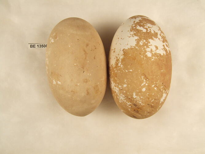 Two bird eggs with specimen label.