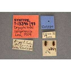 Two small insects on card and specimen labels.