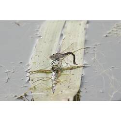 Dark dragonfly on leaf in water, abdomen bent.