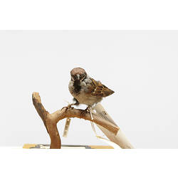 Taxidermied Sparrow with labels, front view.