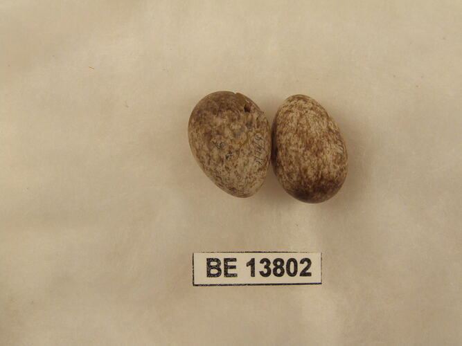 Two bird eggs with specimen label.