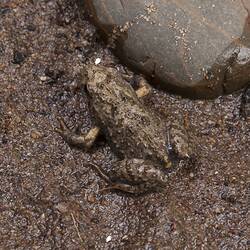Common Eastern Froglet.