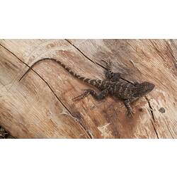 A young Jacky Lizard on bark, dorsal view.