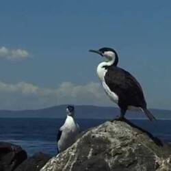 Silent footage of the Black-faced Cormorant, <em>Phalacrocorax fuscescens</em>.