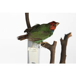 Small red and green bird specimen, side view.