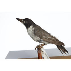 Grey and white bird specimen mounted on perch, side view.