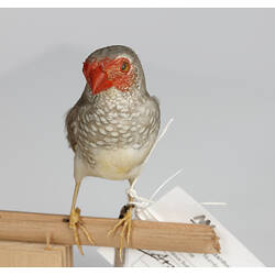 Mottled grey bird speicmen with red face, front view.