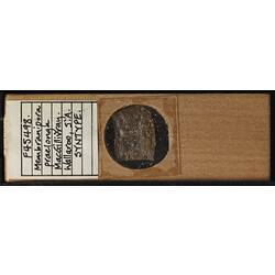 Underside of wooden microslide with hadnwritten labels containing bryozoan specimen,