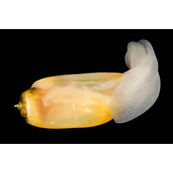 Marine snail with long cream shell and white body against black background.