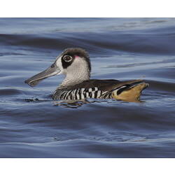 Pink-eared duck swimming.