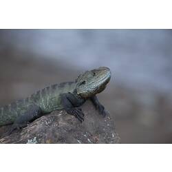 <em>Intellagama lesueurii howittii</em>, Gippsland Water Dragon. Mitchell River National Park, Victoria.