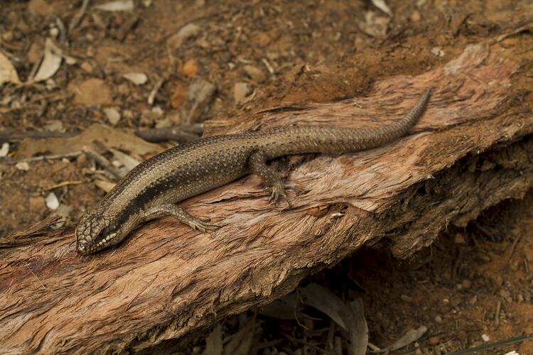 Tree Skink.