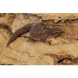 Mottled brown gecko on bark.