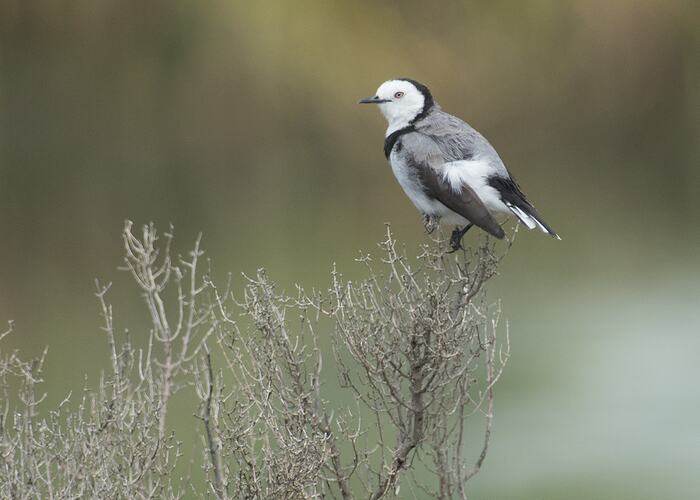 Grey, white and black bird on bush.