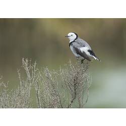Grey, white and black bird on bush.