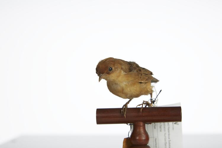 <em>Cisticola exilis exilis</em>, Golden-headed Cisticola, mount.  Registration no. 3010.