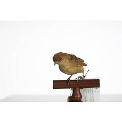 <em>Cisticola exilis exilis</em>, Golden-headed Cisticola, mount.  Registration no. 3010.