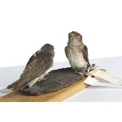 <em>Petrochelidon ariel</em>, Fairy Martin, male and females, mounts.  [27862 (left) & 27865 (right)]