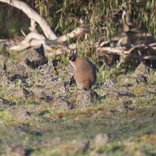 Red-brown wallaby sitting on rock with back to viewer, looking over shoulder.