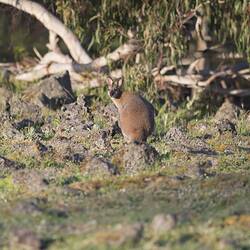 Red-brown wallaby sitting on rock with back to viewer, looking over shoulder.