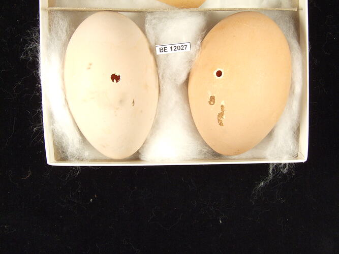 Close up of two bird eggs in box.