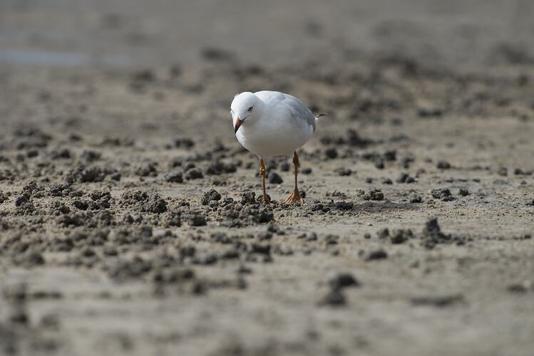 Silver Gull walking on sand.
