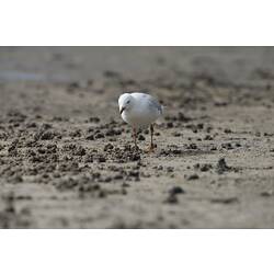 Silver Gull walking on sand.