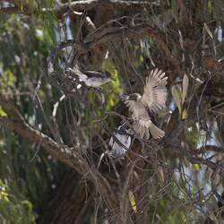 Birds in tree, one with wings widespread and flapping.