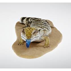 Cast model of mottled lizard with bright blue tongue.