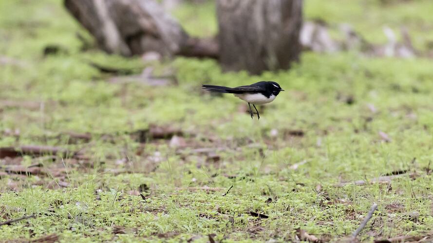 Willie Wagtail.