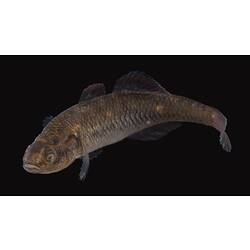 Carp Gudgeon.