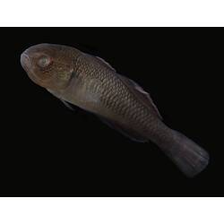 Carp Gudgeon.