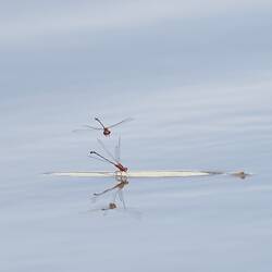 Damselfly on leaf on water, another flying above.