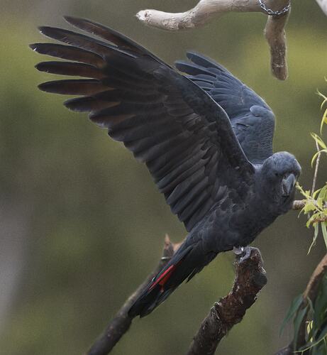 Red-tailed Black-cockatoo on branch, wings spread up.