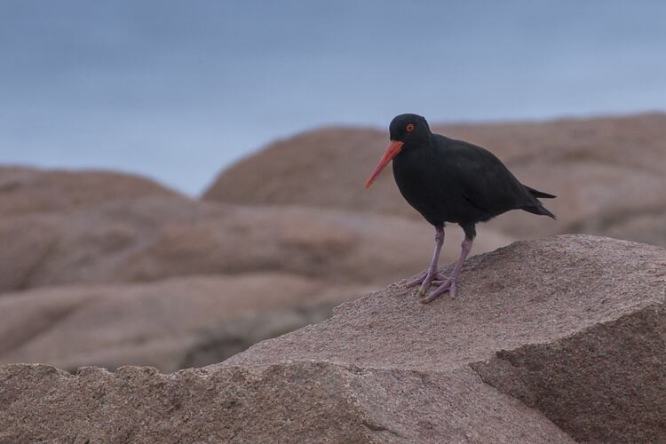 Black bird with red beak on rock.