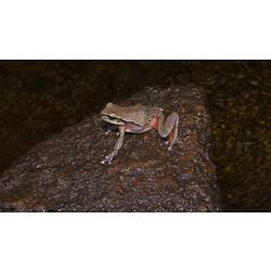 Brown frog with red splashes on legs on rock.