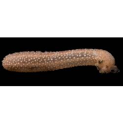 Side view of pinkish sea cucumber.